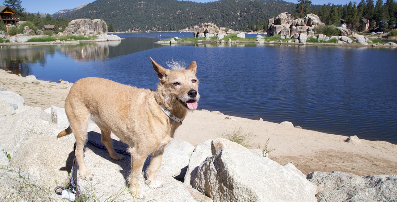 Mimi the dog taking a break on a trail high above Big Bear Lake