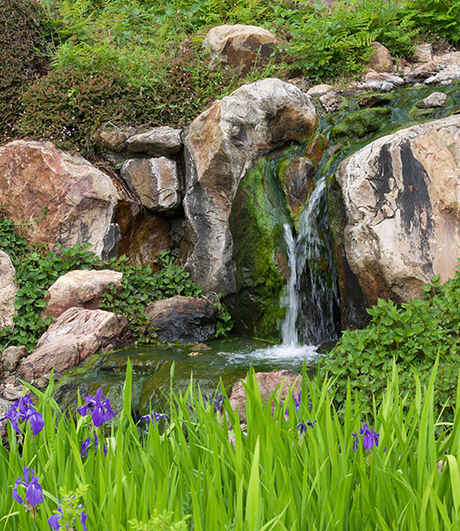 Irises add a colorful touch to a serene, green scene at Quarryhill. | Photo by Mark Hullinger/Quarry Hill Sonoma's Botanical Garden