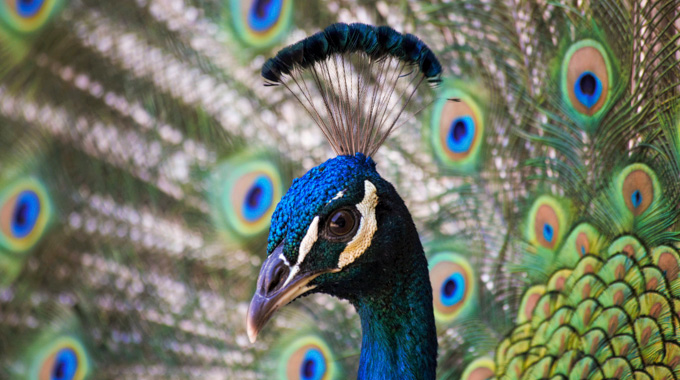 Peacock at Los Angeles County Arboretum & Botanic Garden.