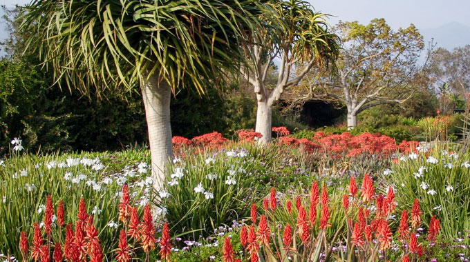 South African plants at Los Angeles County Arboretum & Botanic Garden.